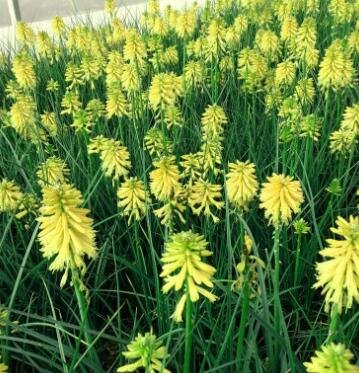 Poco Citron Hot Poker