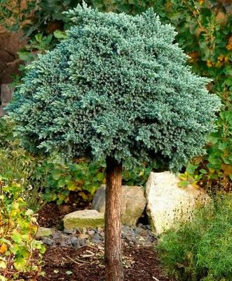 Standard Blue Star Juniper