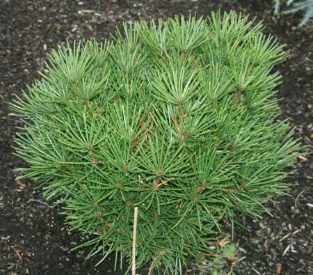 Picola Umbrella Pine