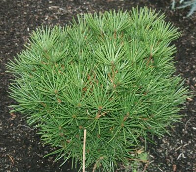 Picola Umbrella Pine