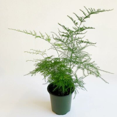 Plumosa Fern