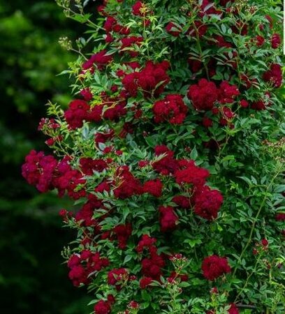 Domino Climbing Rose