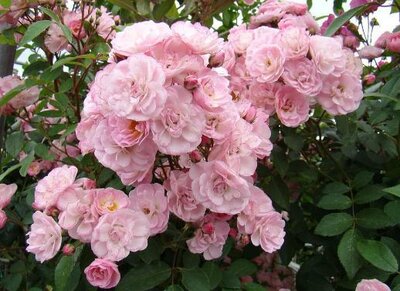 Heavenly Pink Landscape Rose