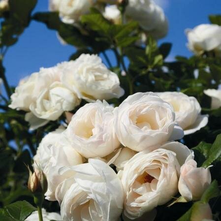 Uetersener Klosterrose Climbing Rose