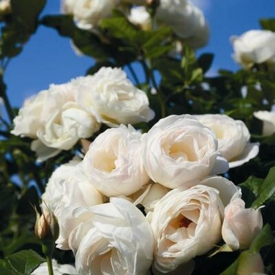 Uetersener Klosterrose Climbing Rose