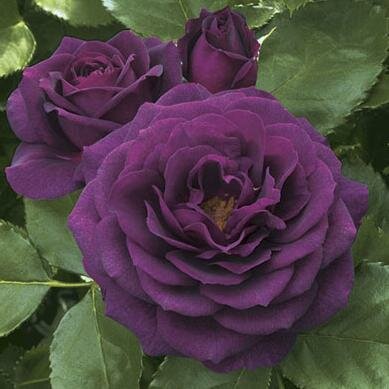 Ebb Tide Tree Rose