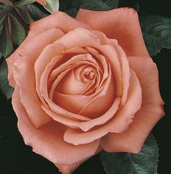 Tropicana Tree Rose