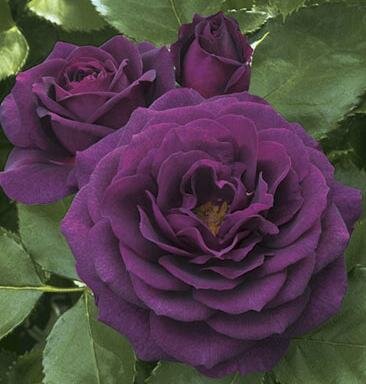 Ebb Tide Tree Rose