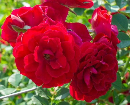 Cherry Frost Climbing Rose