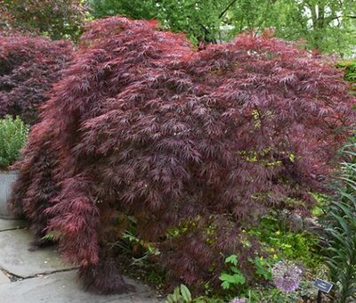 Crimson Queen Japanese Maple Tree