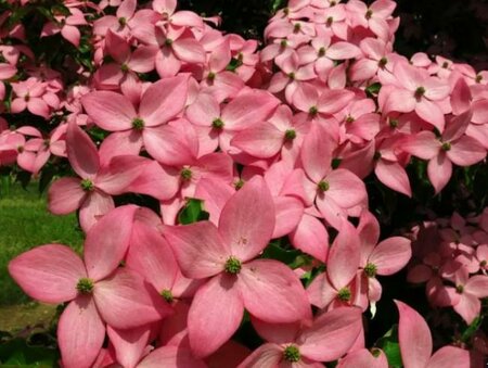 Scarlet Fire Japanese Dogwood