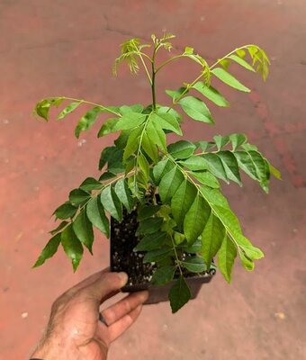 Curry Leaf Tree