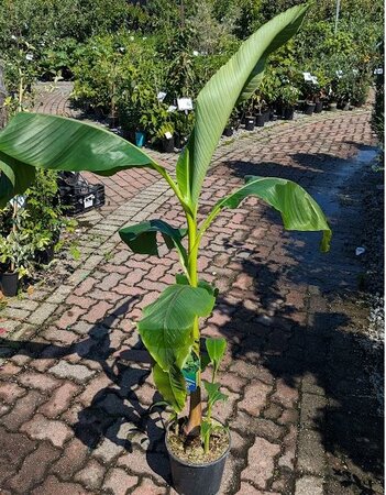 Banana Plant