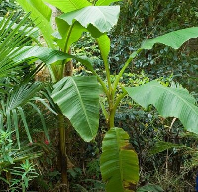 Banana Plant