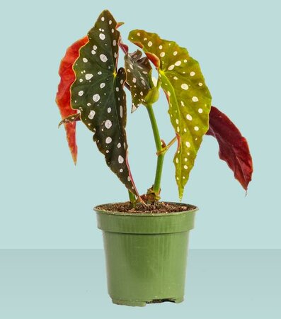 Polka Dot Begonia