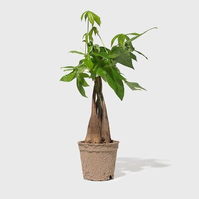 Pachira Braided Money Tree