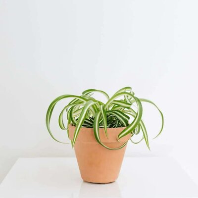 Spider Plant 'Curly Sue' HB