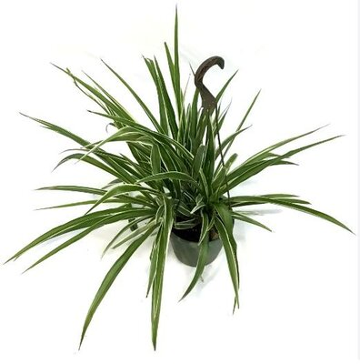 Spider Plant HB