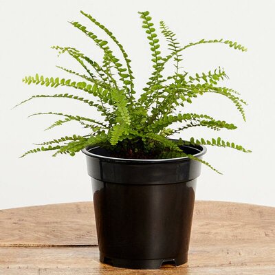 Button Fern