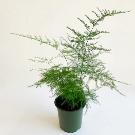 Asparagus Fern