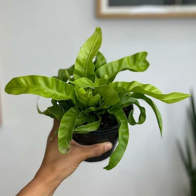 Bird's Nest Fern Hurricane