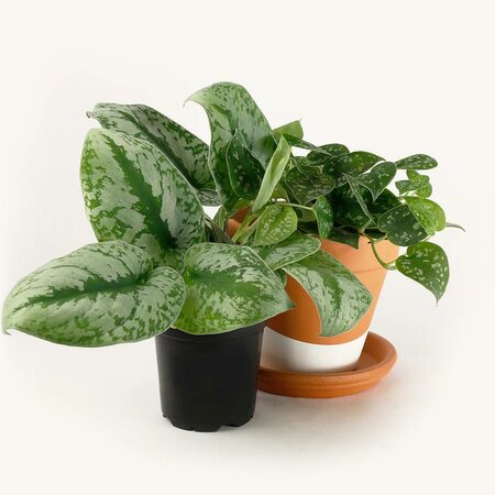 Pothos Satin