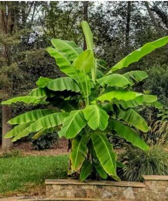 Banana Plant