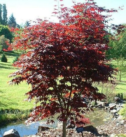 Emperor One Japanese Maple