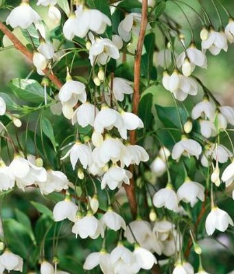 Snowcone Japanese Snowbell Tree