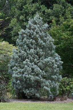 Blue Ice Arizona Cypress