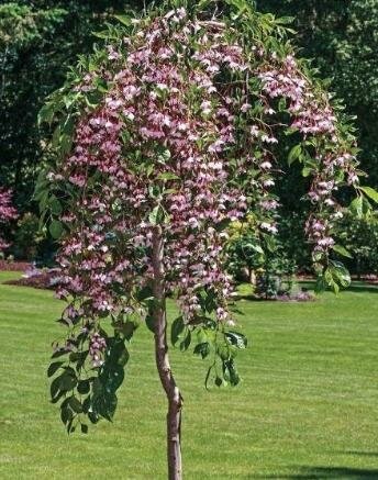 Pink Weeping Japanese Snowbell Tree