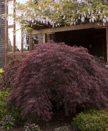 Crimson Queen Weeping Japanese Maple