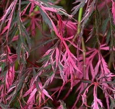 Hana Matoi Cascading Japanese Maple