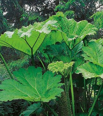 Gunnera - Dinosaur Rhubarb