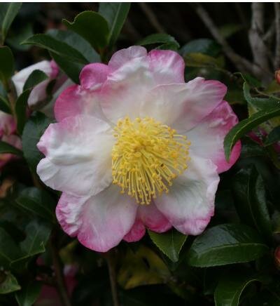 Hana Jiman Camellia