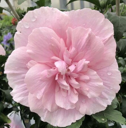 Pink Chiffon Hibiscus