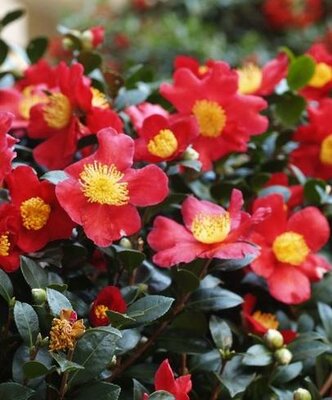 Yuletide Camellia