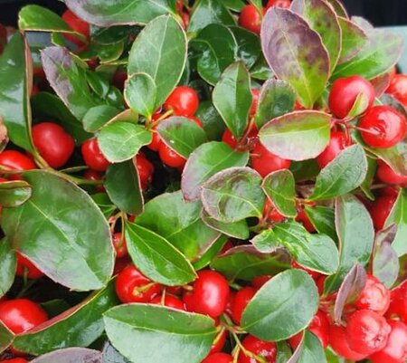 Wintergreen (Dwarf Gaultheria)