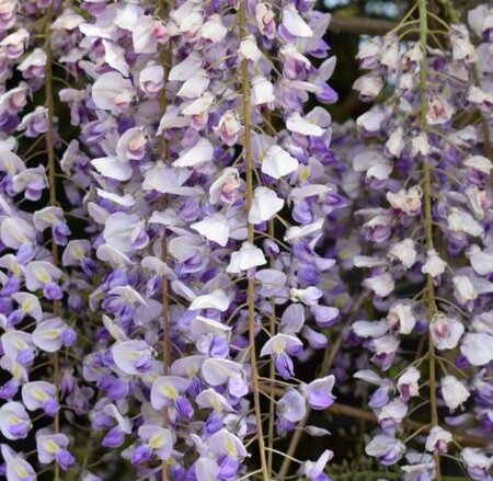 Okayama Silky Wisteria