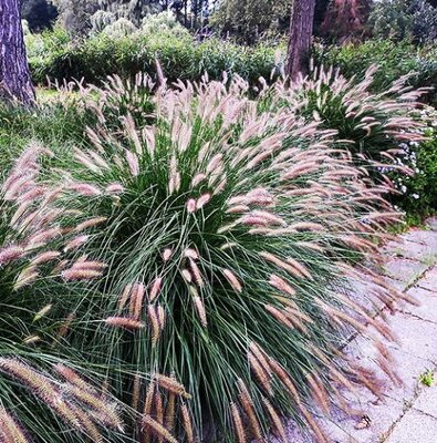 Chinese Fountain Grass