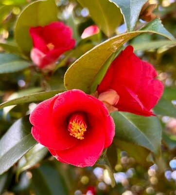 Korean Fire Camellia on Trellis