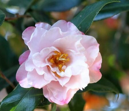 TAKARAZUKA CAMELLIA on Trellis - image 1