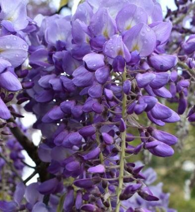 Okayama Silky Wisteria