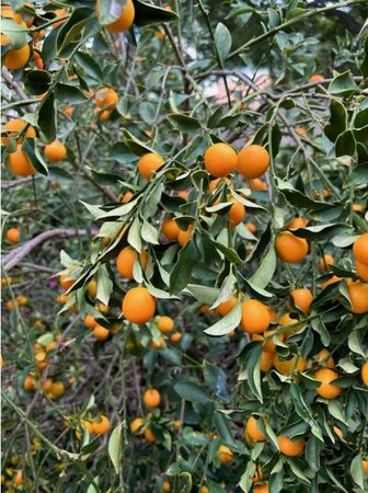 Panama Orange - Meiwa Kumquat