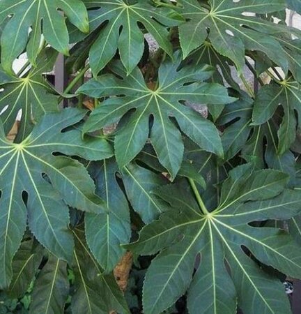 Fatsia Japonica