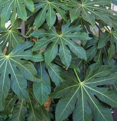 Fatsia Japonica