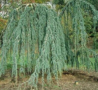 Weeping Atlantic Cedar