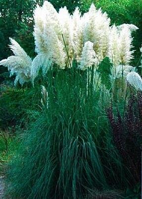 Ivory Feathers Pampas Grass