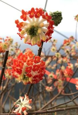 Akebono Paperbush Plant (Edgeworthia)