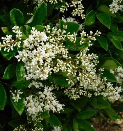 Waxleaf Privet